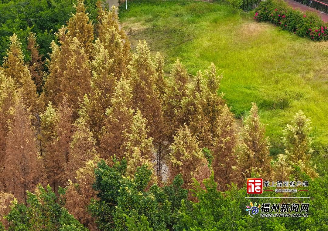 读城｜提前一个多月 乌龙江湿地收获秋日红杉