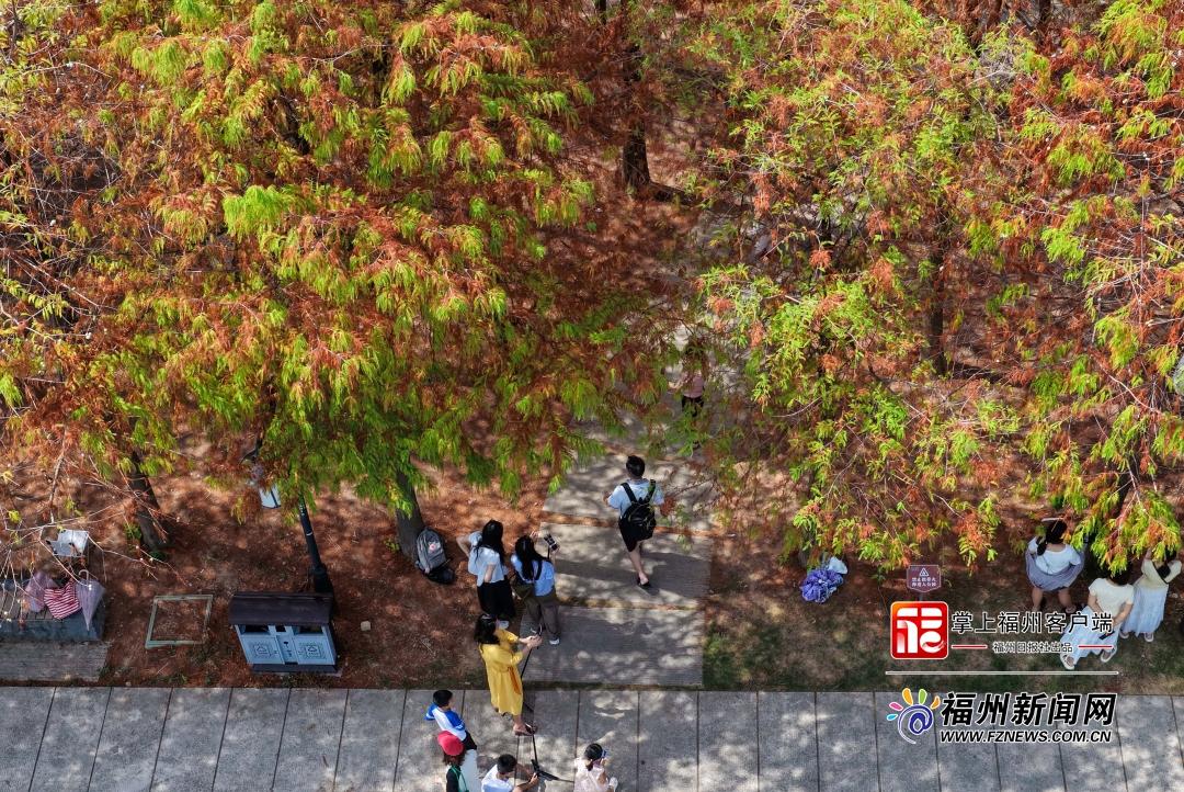 读城｜提前一个多月 乌龙江湿地收获秋日红杉