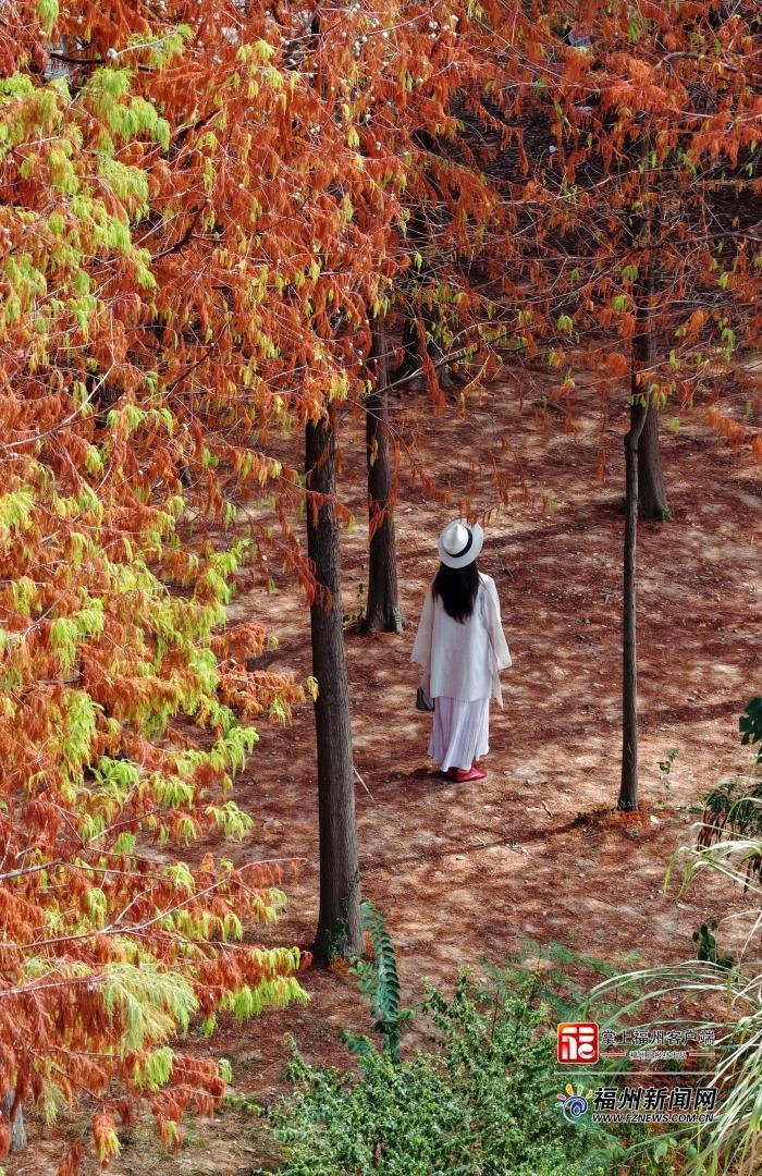 读城｜提前一个多月 乌龙江湿地收获秋日红杉