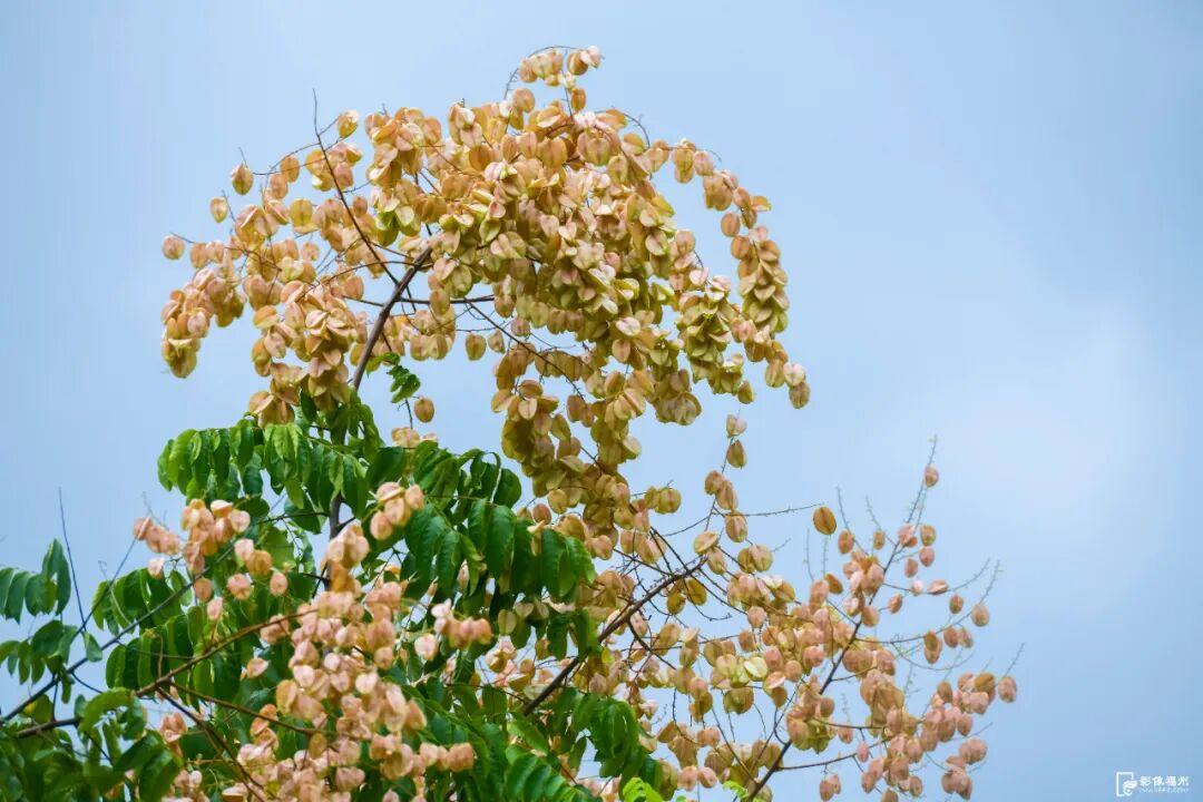 栾树开花，开启福州的秋日盛宴