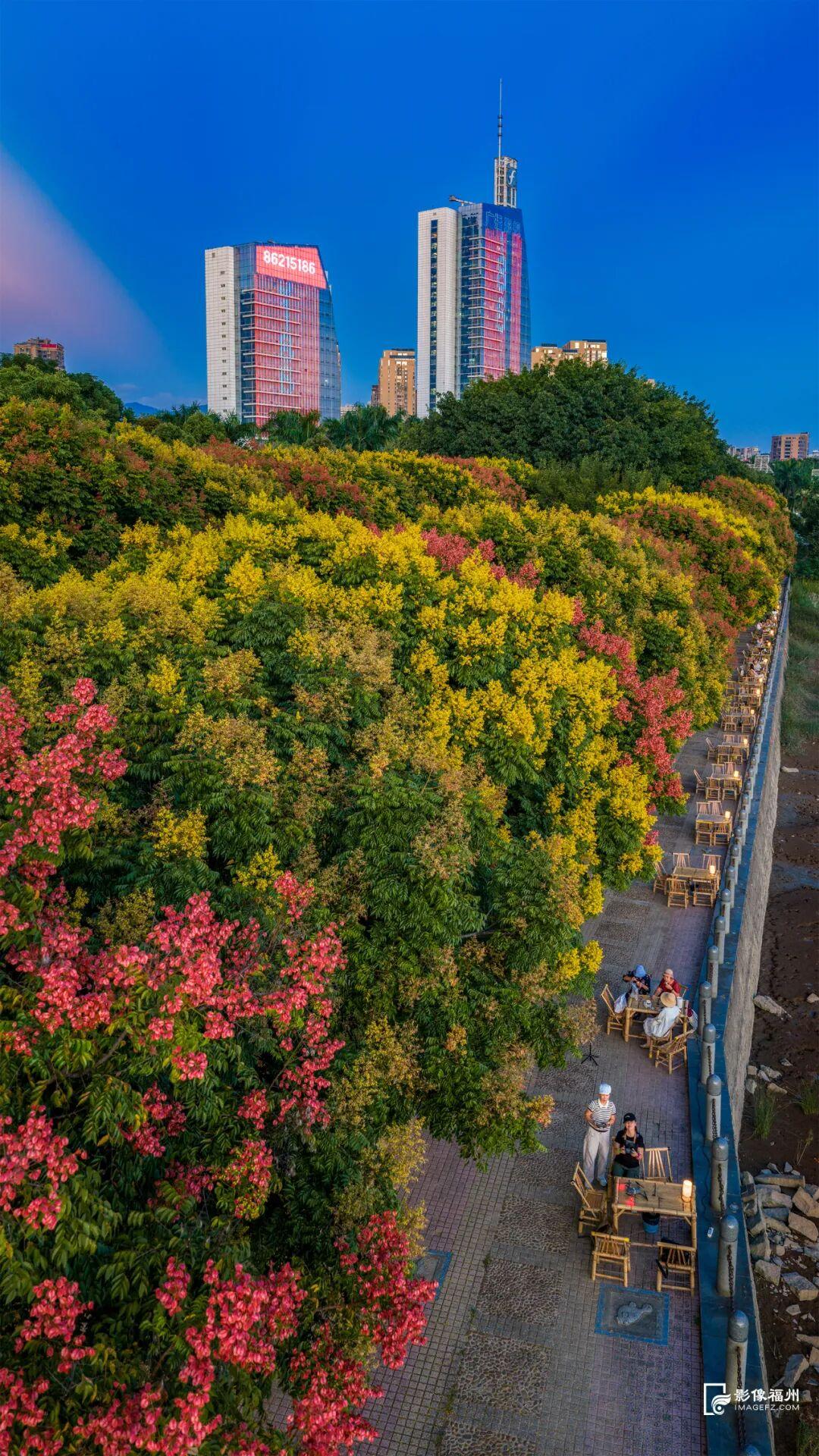 栾树开花，开启福州的秋日盛宴