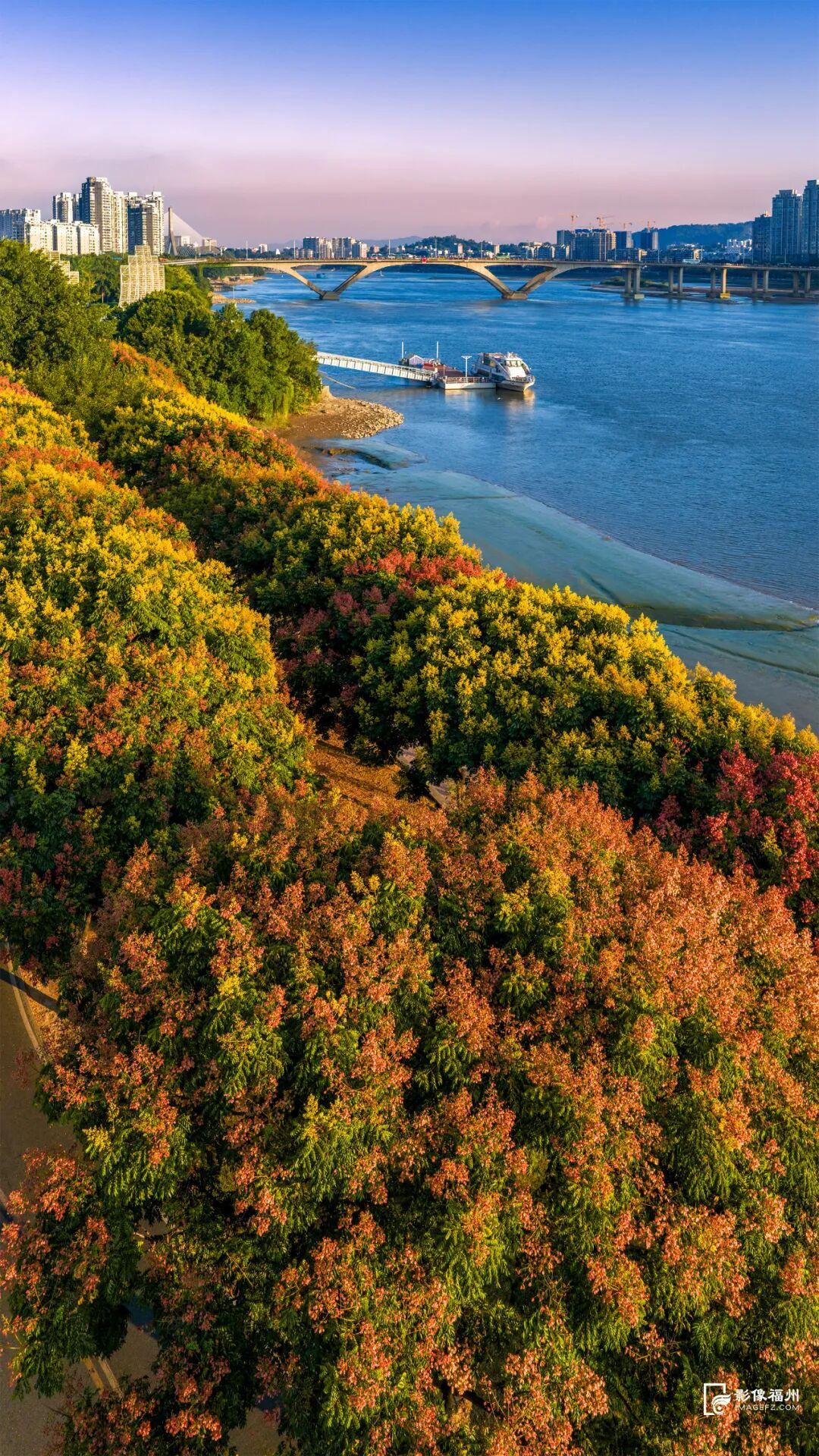 栾树开花，开启福州的秋日盛宴