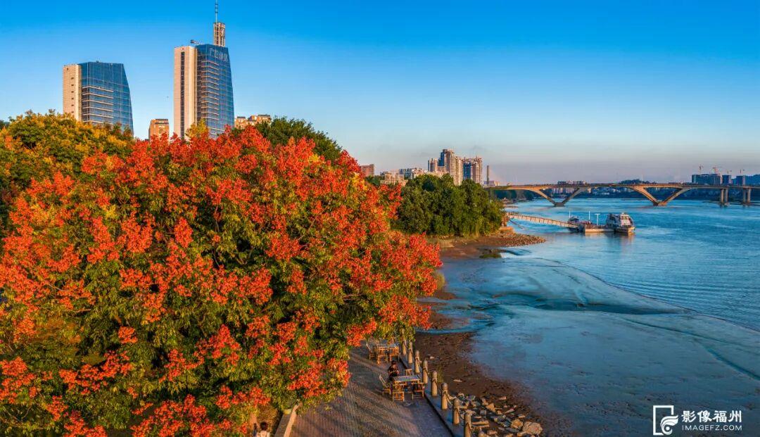 栾树开花，开启福州的秋日盛宴