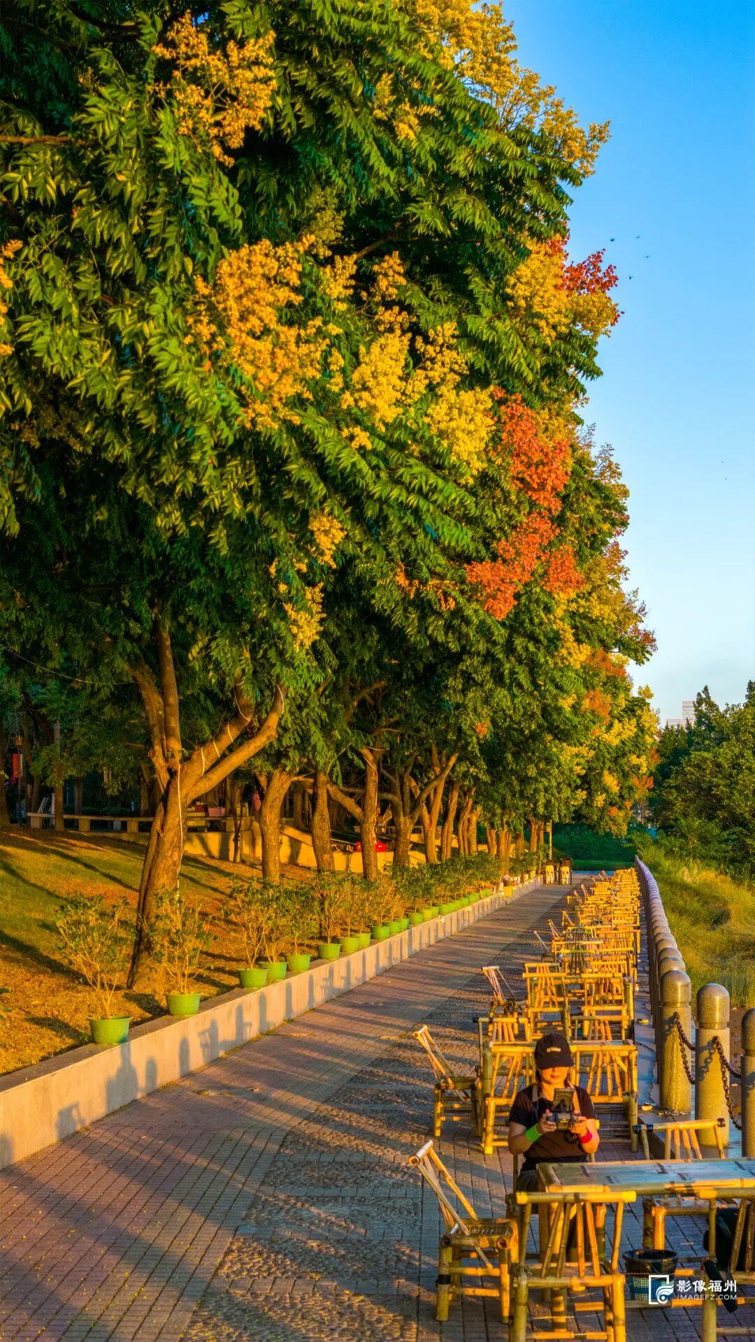 栾树开花，开启福州的秋日盛宴