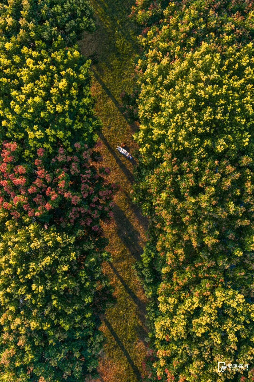 栾树开花，开启福州的秋日盛宴