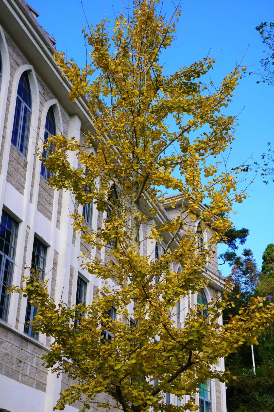 美美美！福州这里即将迎来颜值高峰！