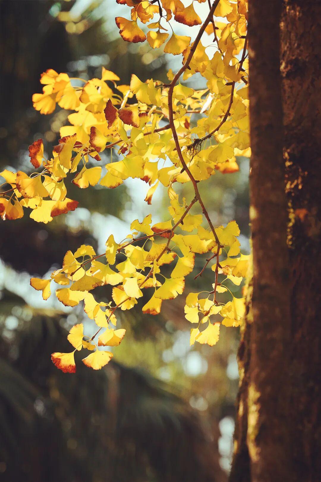 美美美！福州这里即将迎来颜值高峰！