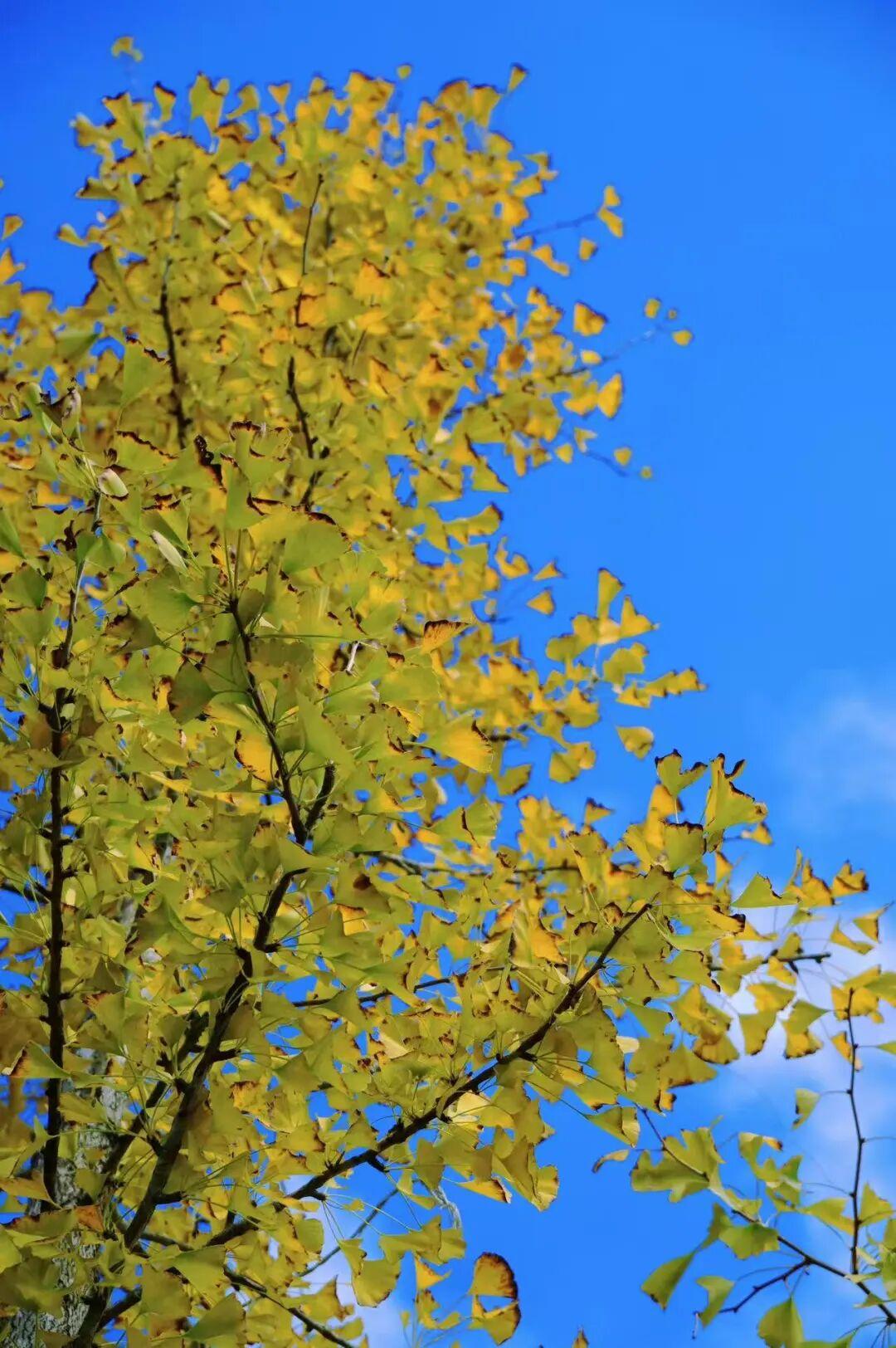 美美美！福州这里即将迎来颜值高峰！