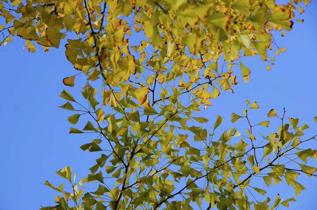 美美美！福州这里即将迎来颜值高峰！