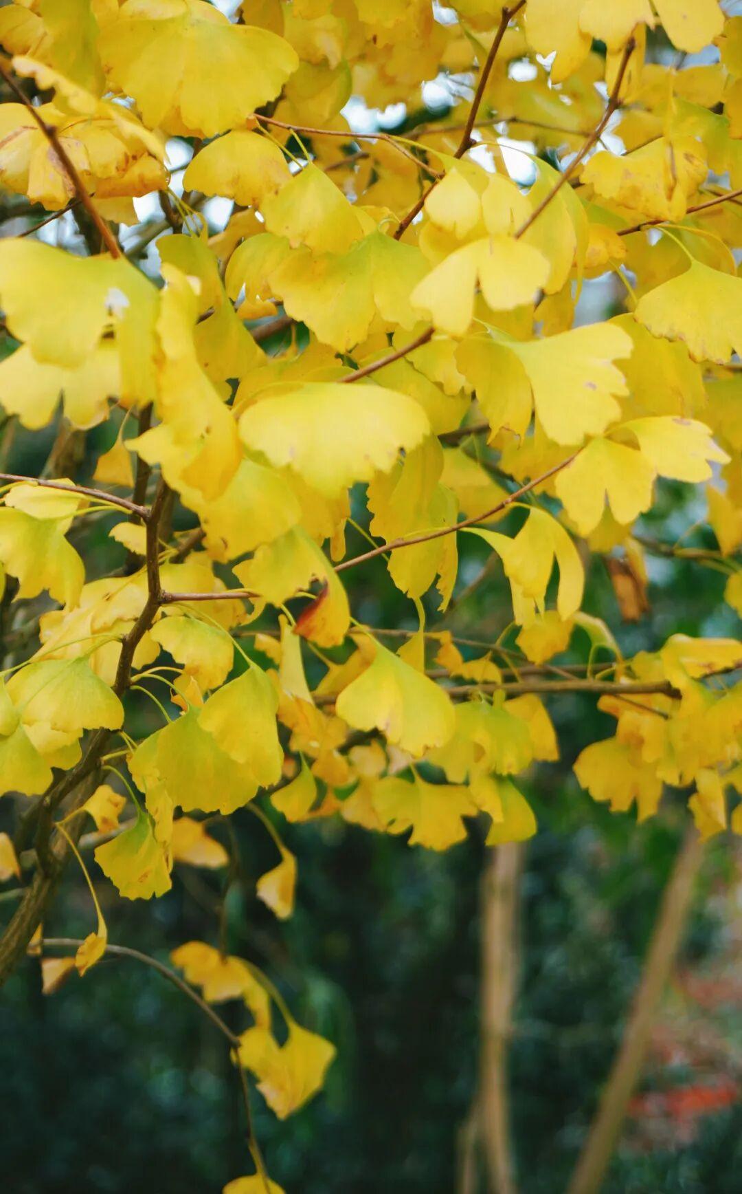 美美美！福州这里即将迎来颜值高峰！