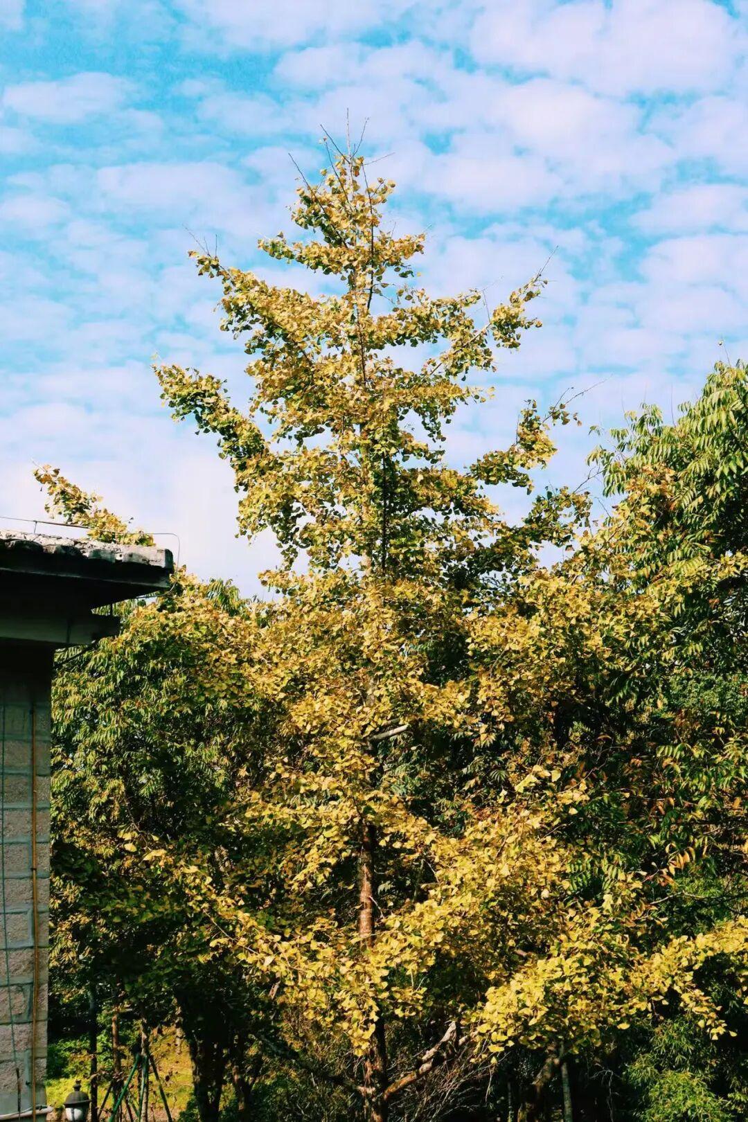 美美美！福州这里即将迎来颜值高峰！