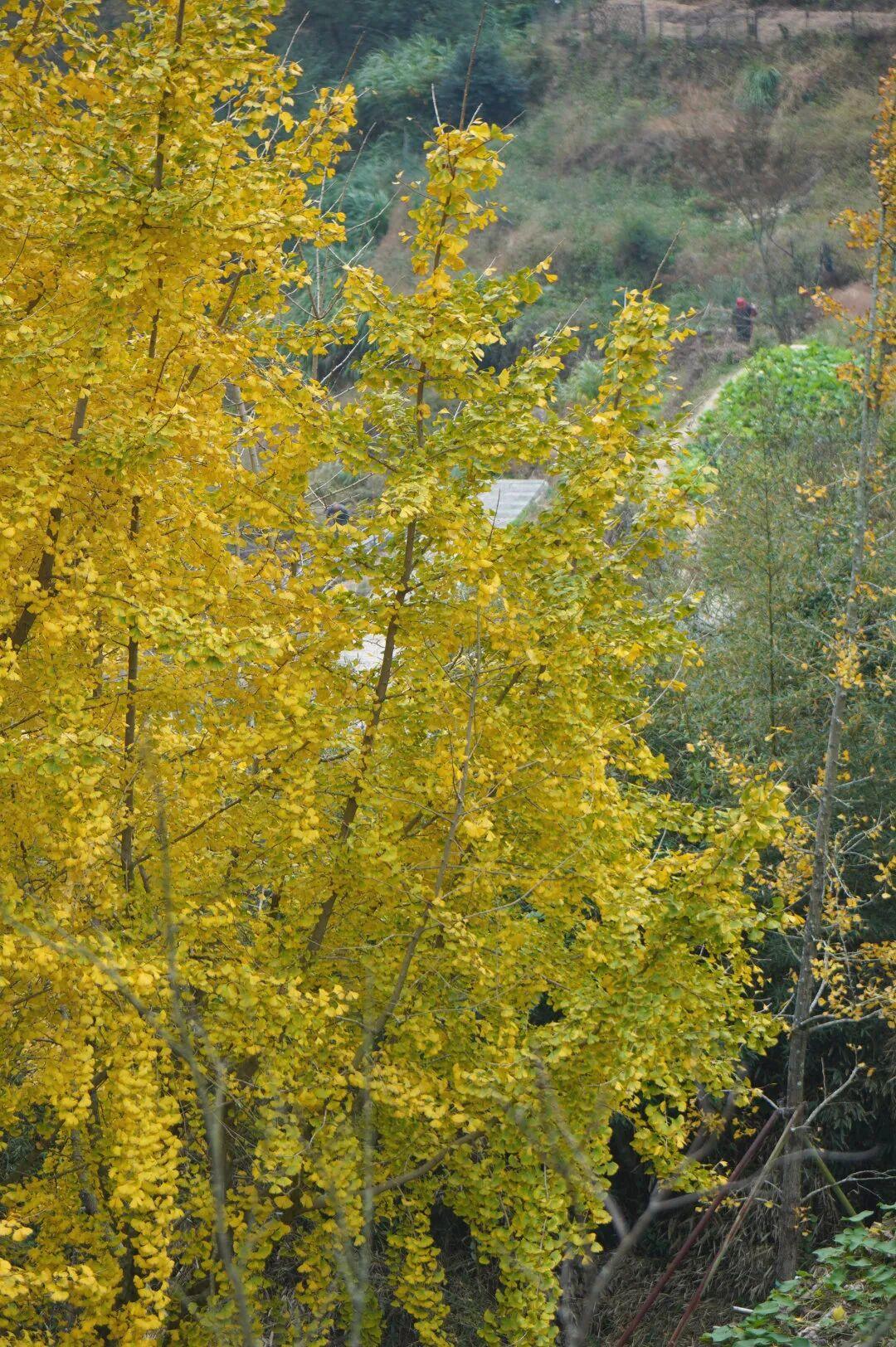 美美美！福州这里即将迎来颜值高峰！