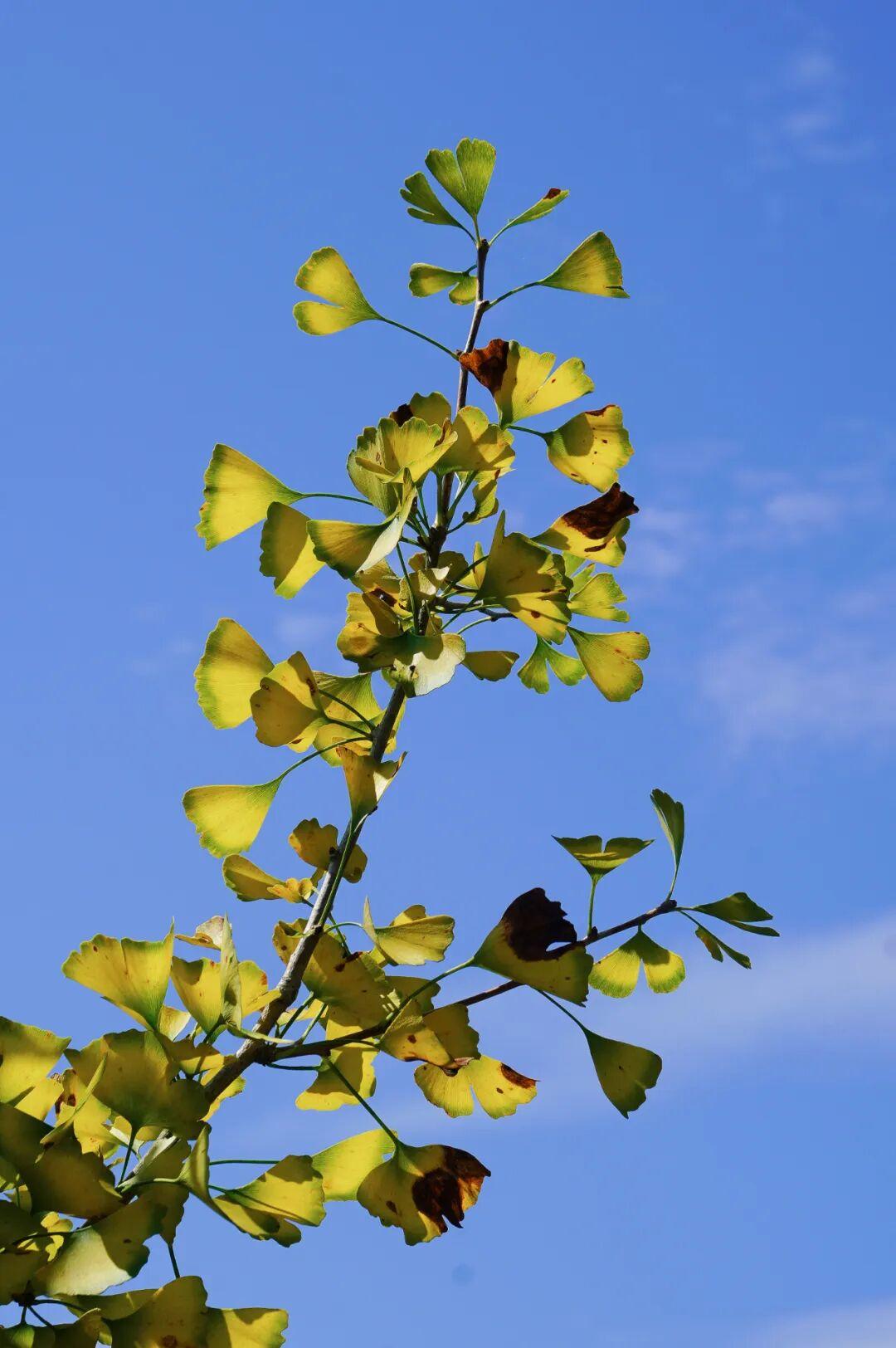 美美美！福州这里即将迎来颜值高峰！