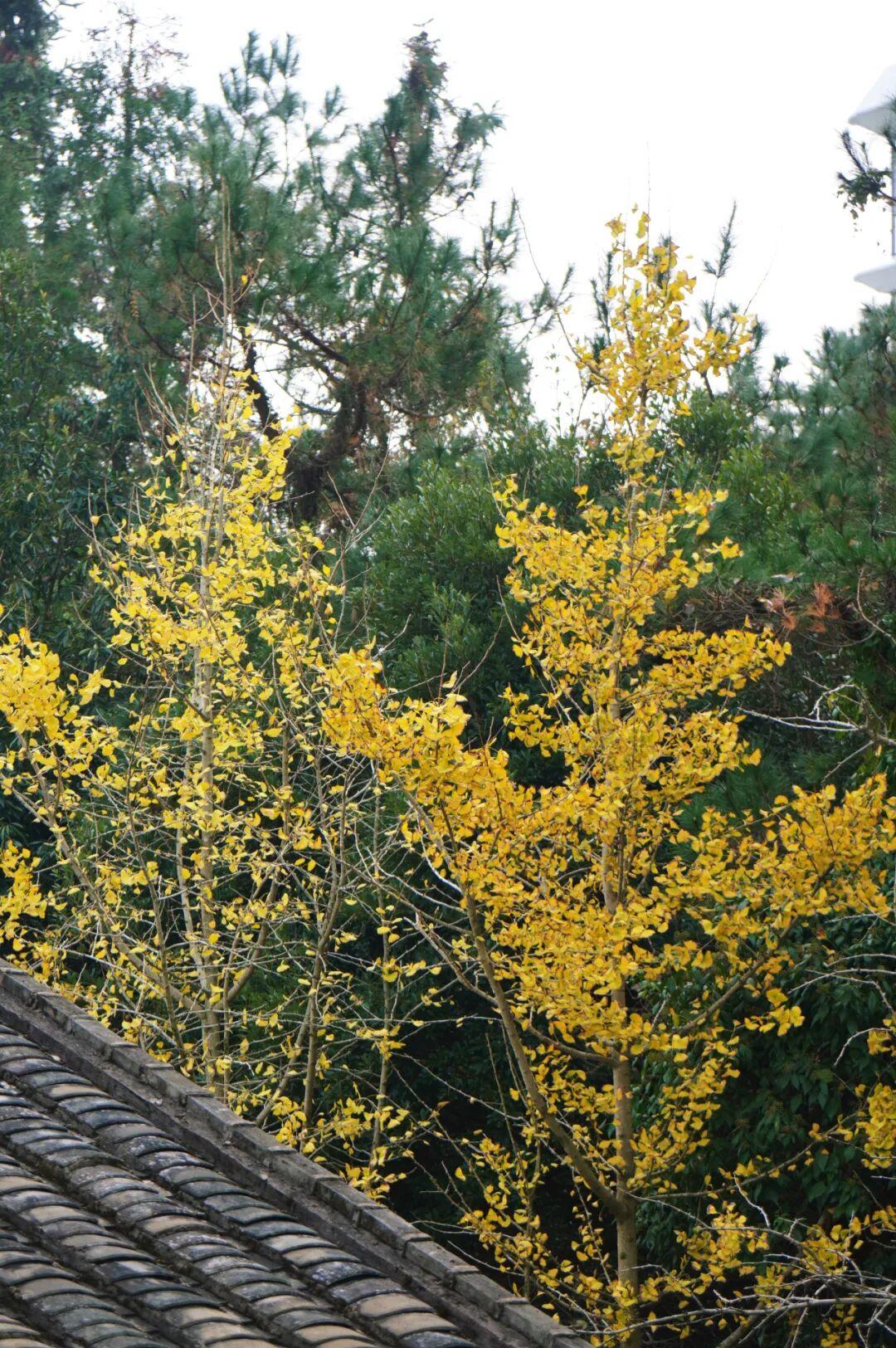 美美美！福州这里即将迎来颜值高峰！