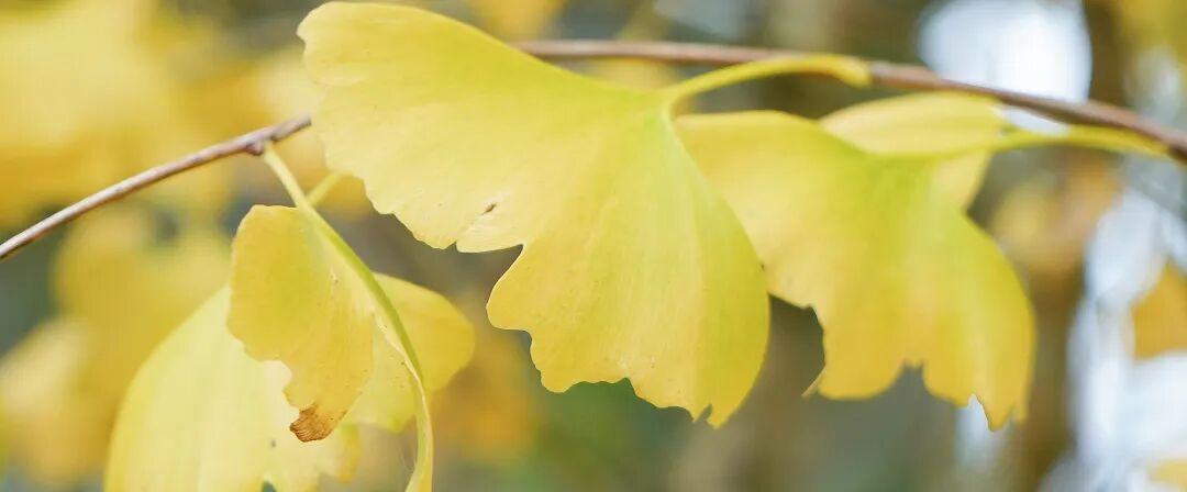 美美美！福州这里即将迎来颜值高峰！