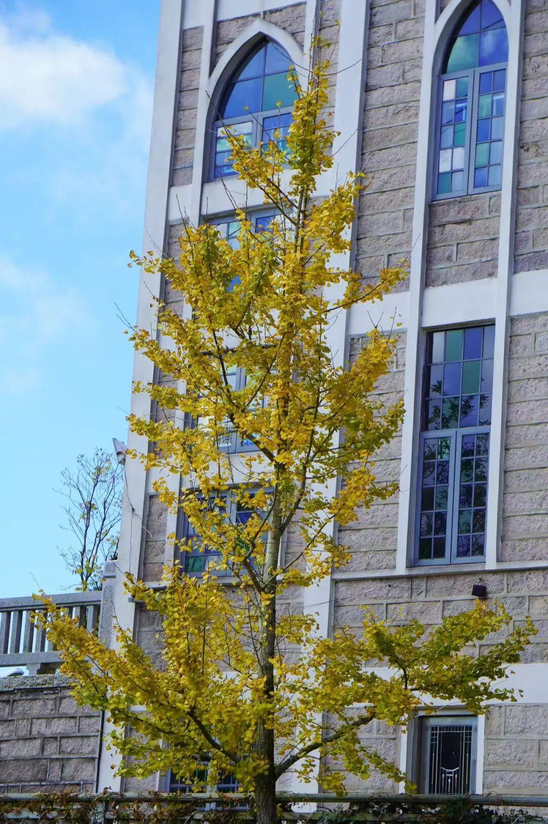 美美美！福州这里即将迎来颜值高峰！