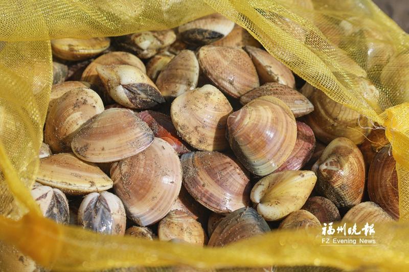 福州人餐桌添“鲜”意 连江文蛤和沙虫上市 福州人餐桌添“鲜”意 连江文蛤和沙虫上市
