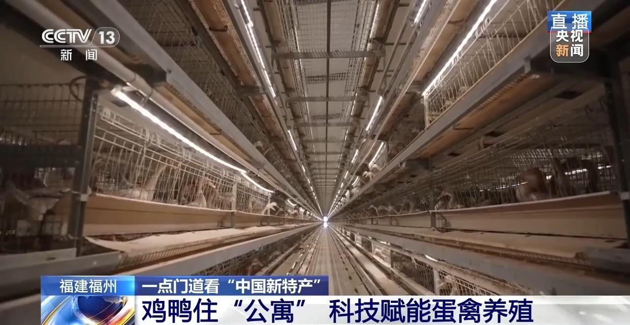 央视关注福州：国外鸡蛋价格飞涨 我们的蛋价为何稳得住