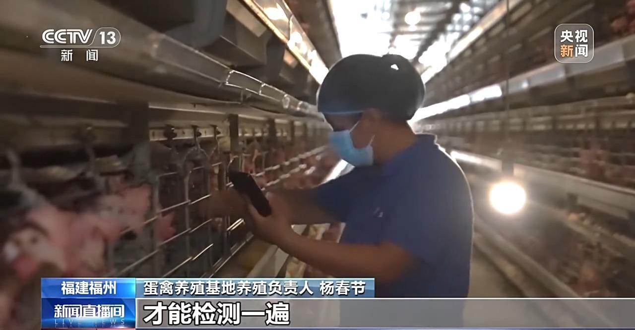 央视关注福州：国外鸡蛋价格飞涨 我们的蛋价为何稳得住