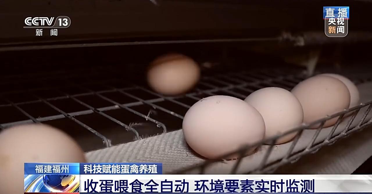 央视关注福州：国外鸡蛋价格飞涨 我们的蛋价为何稳得住