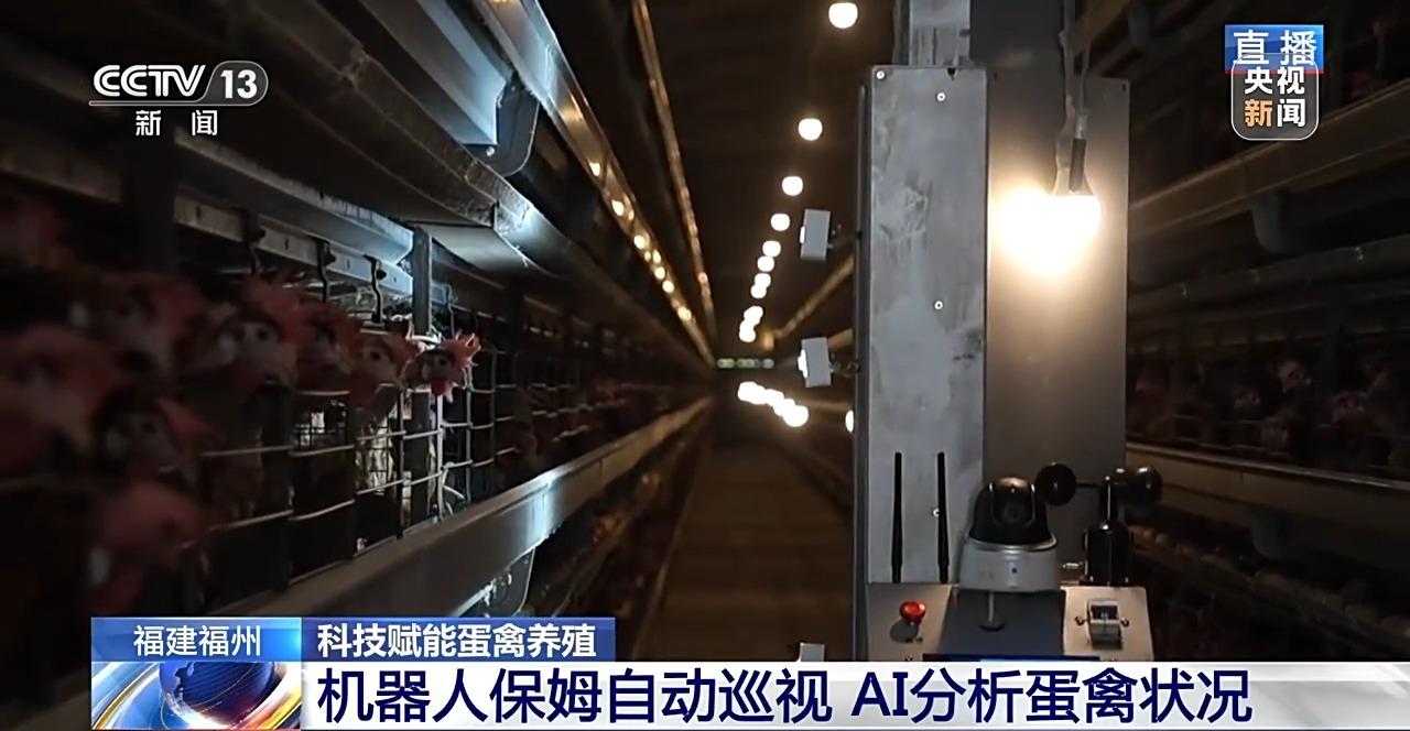 央视关注福州：国外鸡蛋价格飞涨 我们的蛋价为何稳得住
