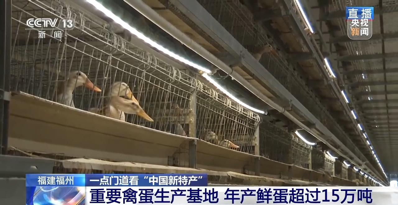 央视关注福州：国外鸡蛋价格飞涨 我们的蛋价为何稳得住