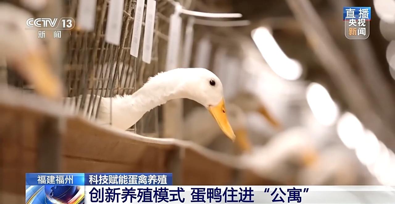 央视关注福州：国外鸡蛋价格飞涨 我们的蛋价为何稳得住