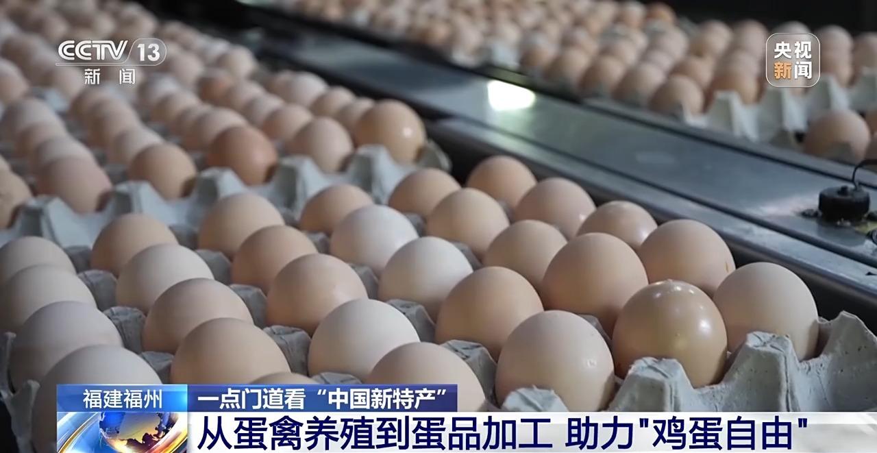 央视关注福州：国外鸡蛋价格飞涨 我们的蛋价为何稳得住