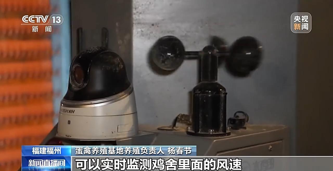央视关注福州：国外鸡蛋价格飞涨 我们的蛋价为何稳得住