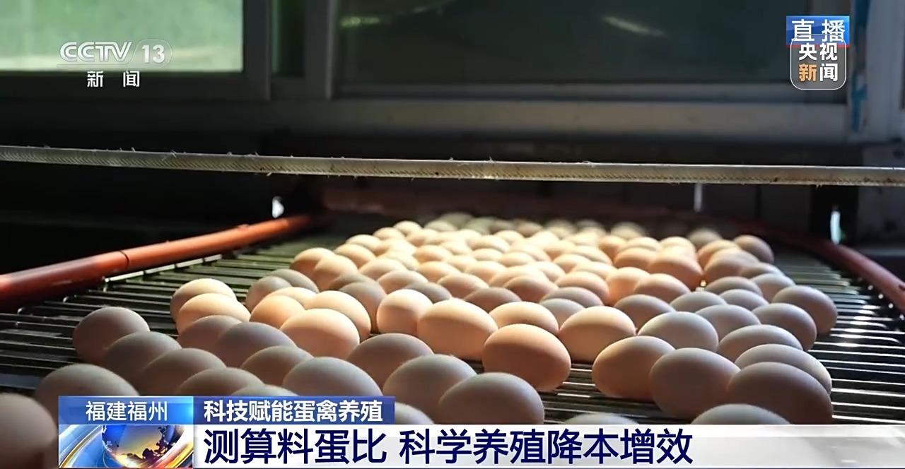 央视关注福州：国外鸡蛋价格飞涨 我们的蛋价为何稳得住