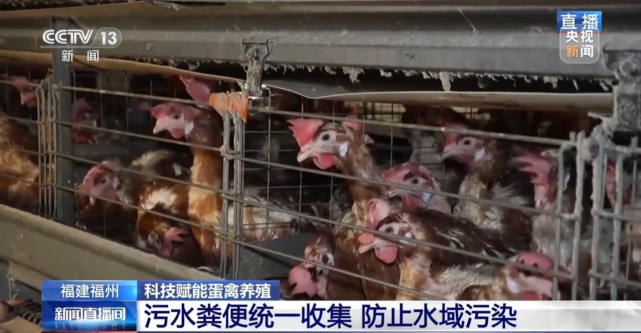 央视关注福州：国外鸡蛋价格飞涨 我们的蛋价为何稳得住
