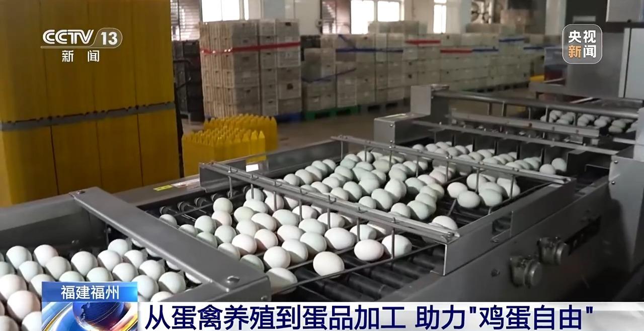 央视关注福州：国外鸡蛋价格飞涨 我们的蛋价为何稳得住