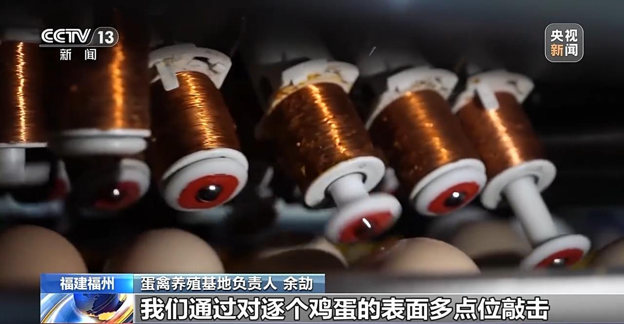 央视关注福州：国外鸡蛋价格飞涨 我们的蛋价为何稳得住