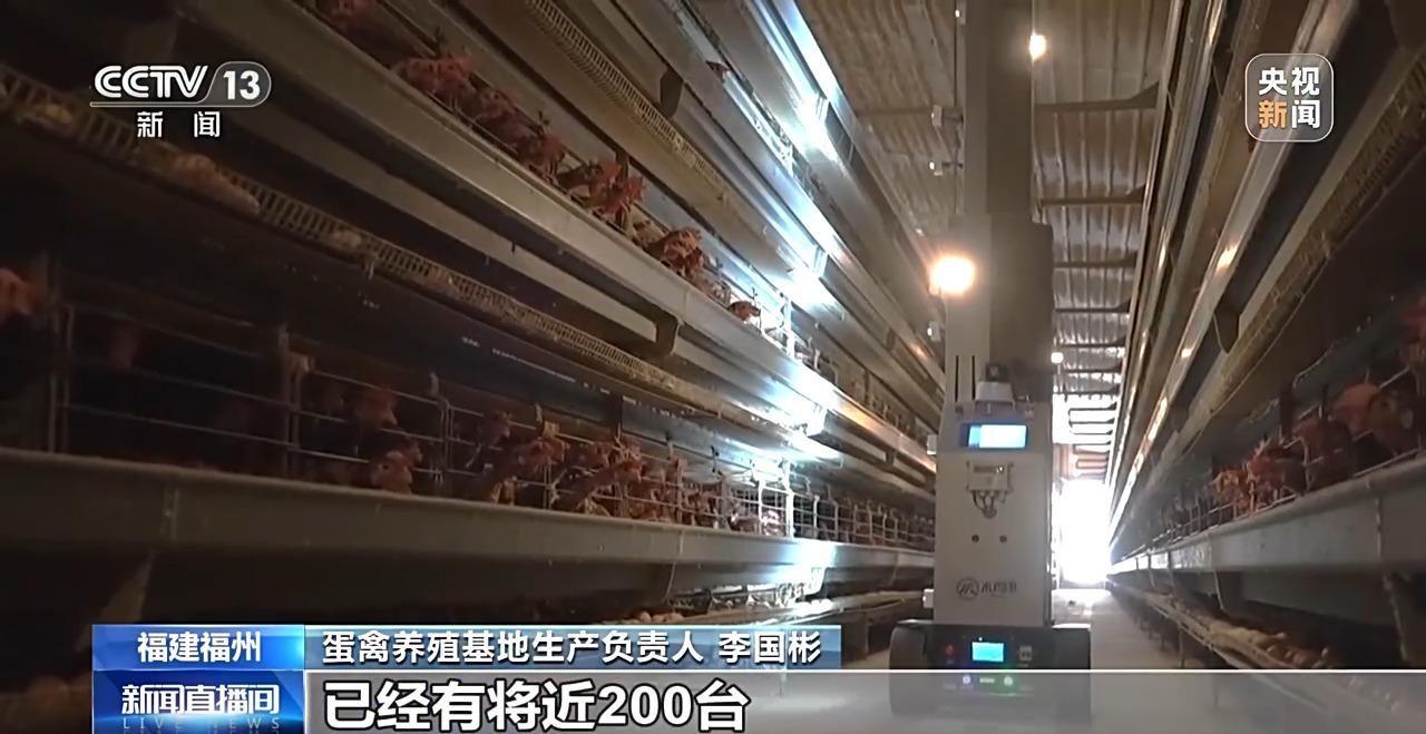 央视关注福州：国外鸡蛋价格飞涨 我们的蛋价为何稳得住