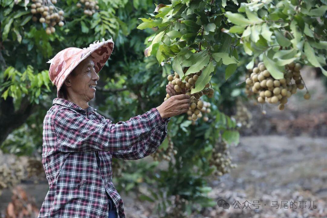 琅岐十月甜：晚熟龙眼的错峰惊喜