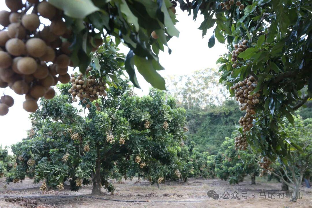 琅岐十月甜：晚熟龙眼的错峰惊喜