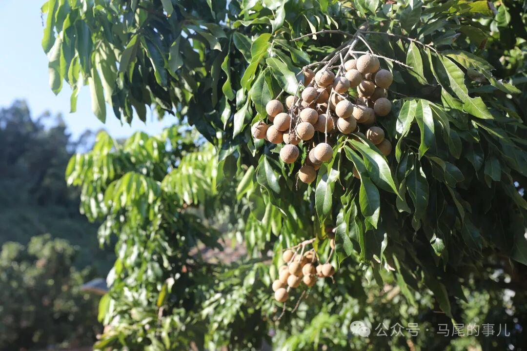 琅岐十月甜：晚熟龙眼的错峰惊喜
