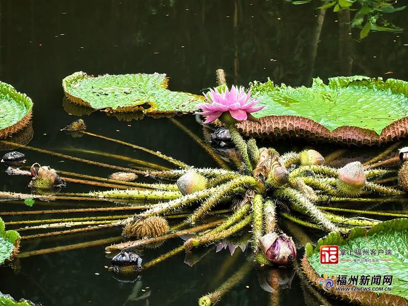 131天开了上百朵 茶亭公园王莲破纪录