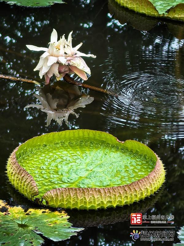 131天开了上百朵 茶亭公园王莲破纪录