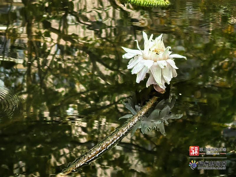 131天开了上百朵 茶亭公园王莲破纪录