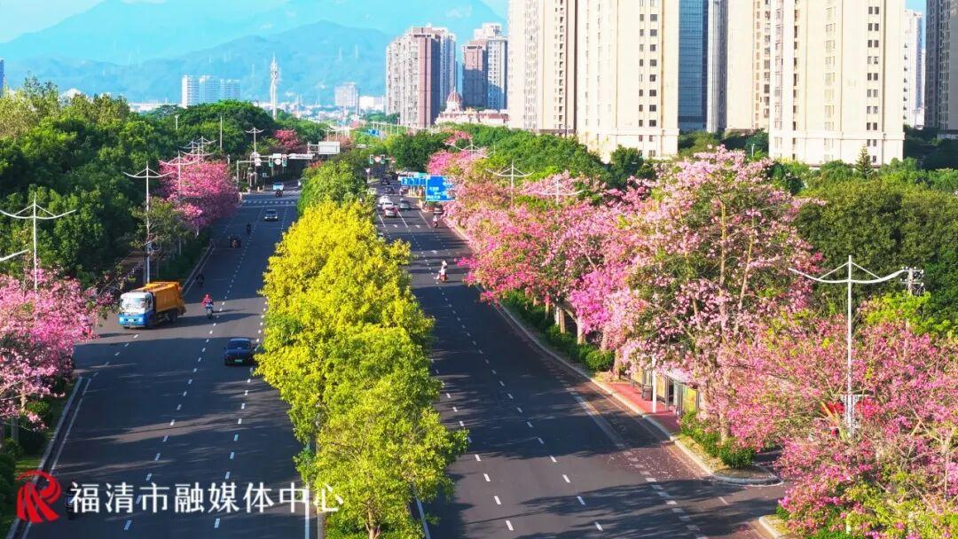 秋日限定！福州这条“粉色大道”，超美！