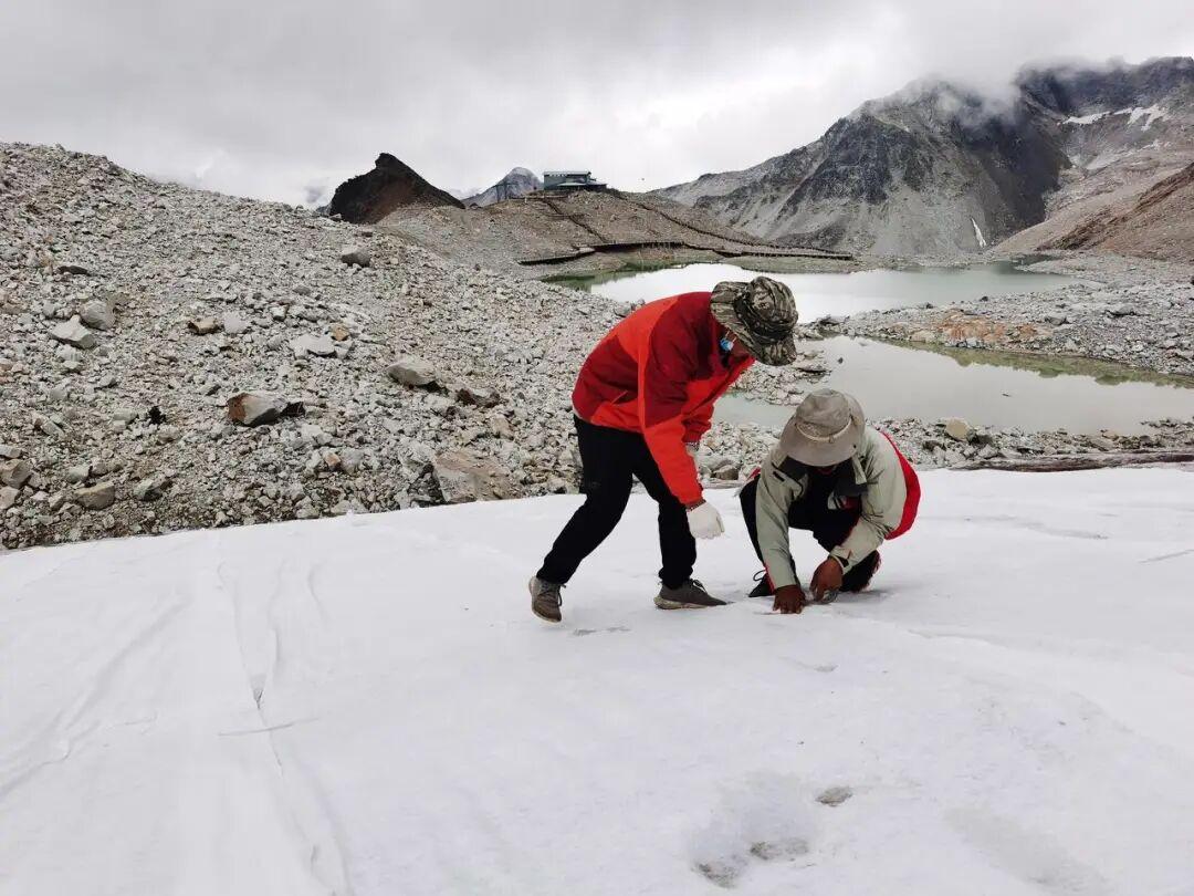 在海拔4800米，他们给冰川“盖被子”