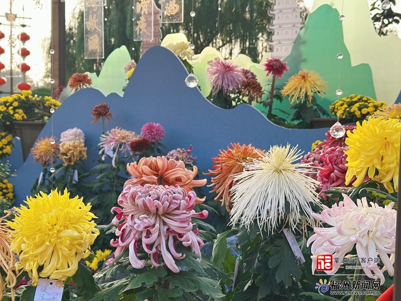 辛弃疾诗词来添彩 福州菊花亮相中国菊花展