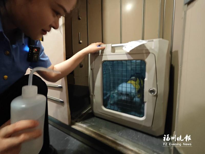 福州首发！高铁“宠物专座”21日启程