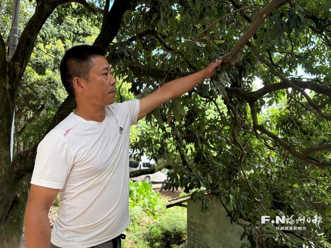 福清：“西边”荔枝生生不息