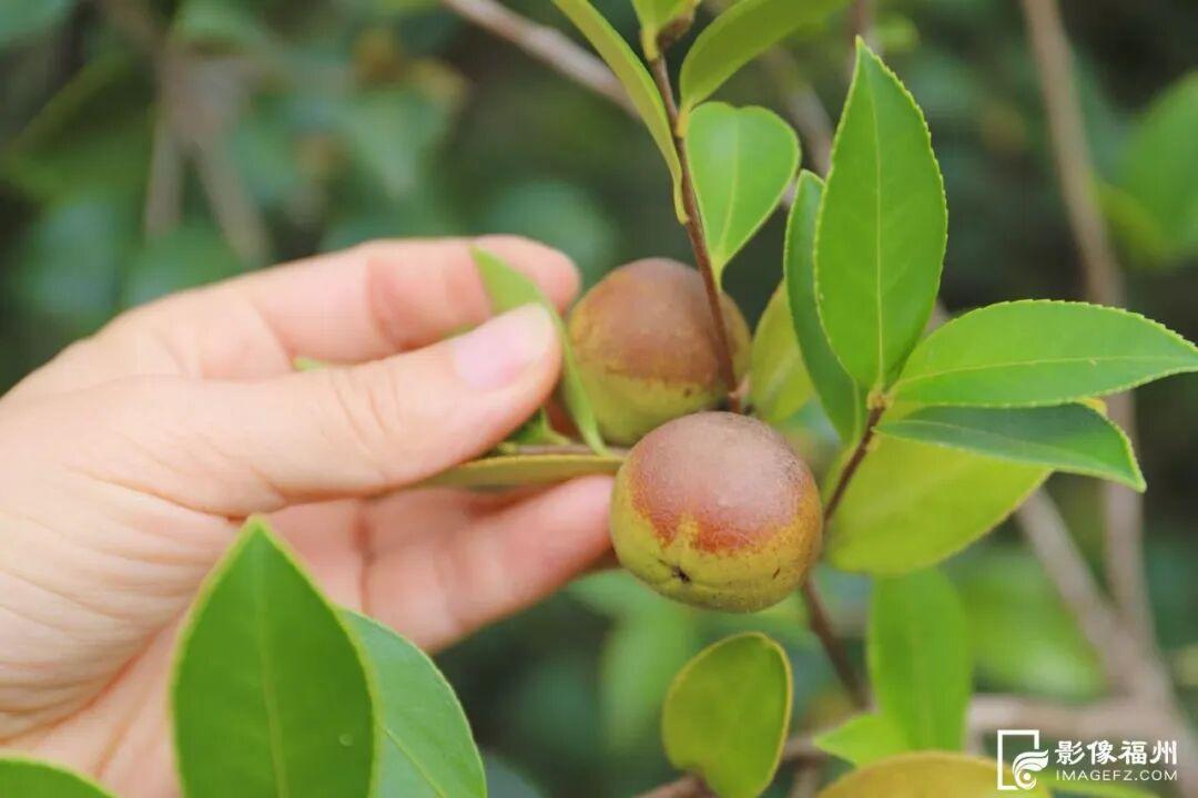 福州这里有份甜蜜等你查收！