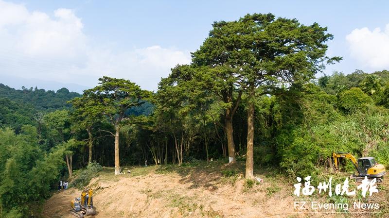 福清发现六棵百年油杉树 未来将打造古树公园