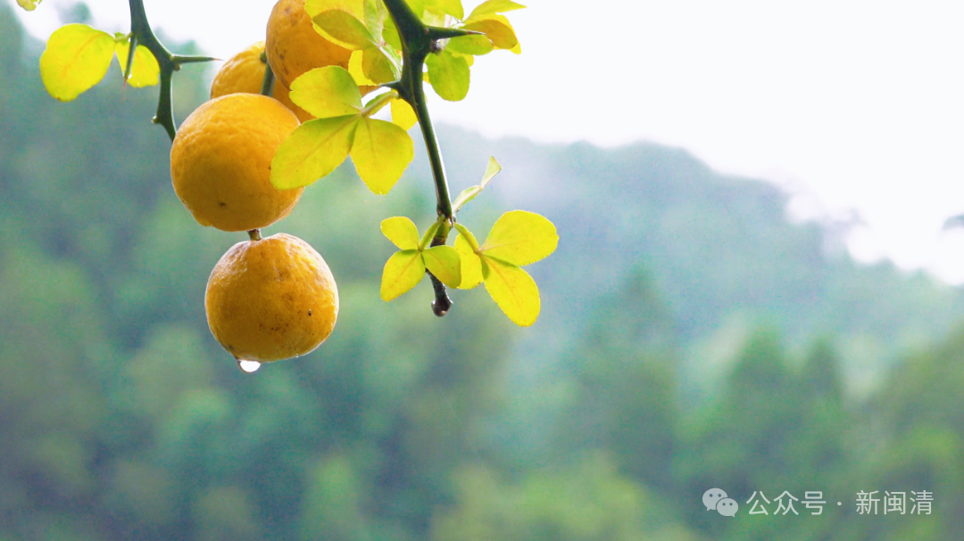 闽清下祝乡洋边厝：百年古厝藏乡野 古韵悠悠迎客来​
