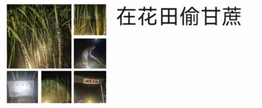 “可偷甘蔗地”成打卡点 网友深夜体验