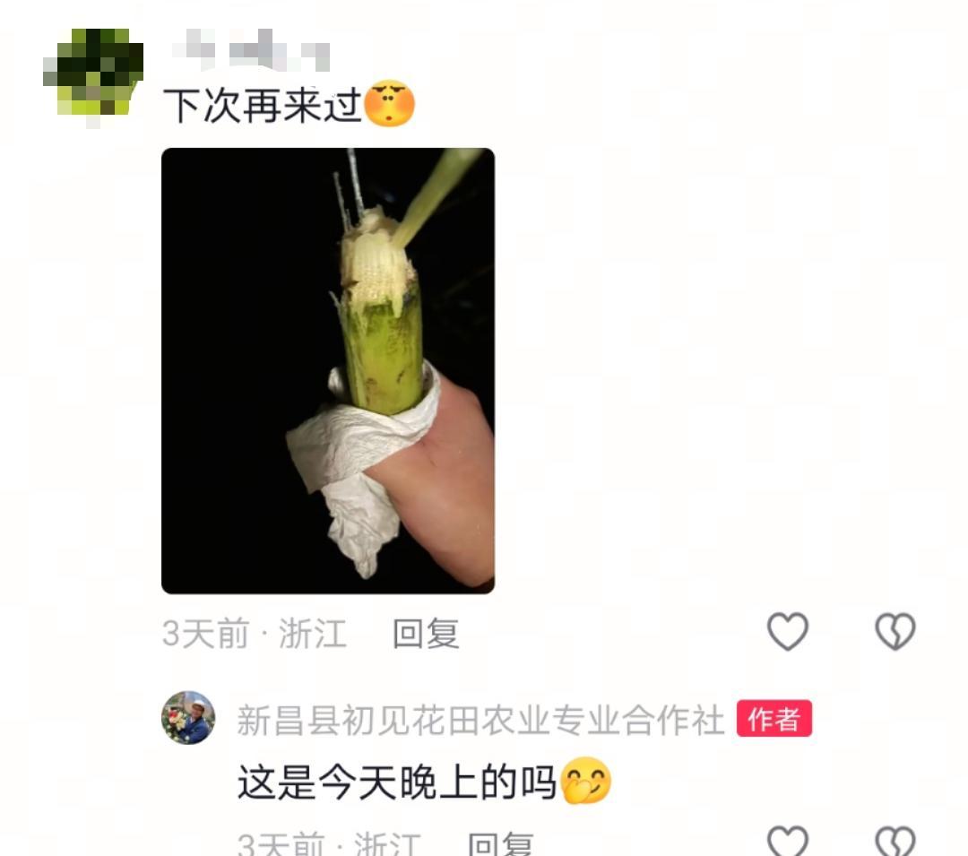 “可偷甘蔗地”成打卡点 网友深夜体验